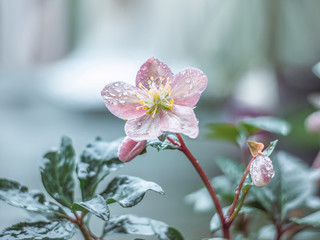 Beautiful flower and bud of hellebore plant with wet leaves and raindrops on the petals. Close-up, cold tone.