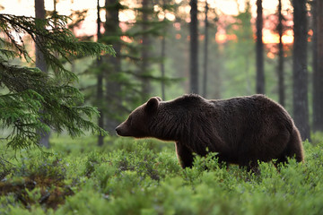 brown bear at sunrise in the forest