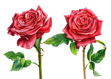 Two Red Roses On An Isolated White Background, Watercolor Painting, Botanical Illustration, Valentines Day
