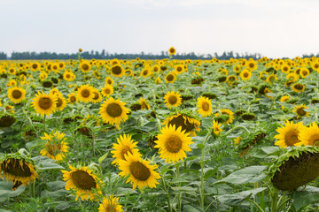 concept of agriculture and harvest. the sunflower field. natural background. Sunflower blooms. To close. seeds. nature. flowers. seeds.