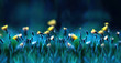 Floral summer spring background soft focus. Yellow dandelion flowers close-up in a field on nature on a dark blue green background in evening at sunset. Colorful artistic image.