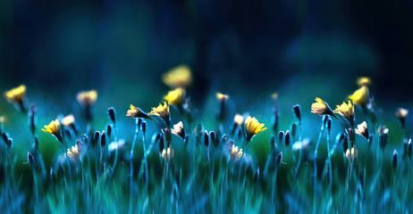 floral summer spring background soft focus. yellow dandelion flowers close-up in a field on nature o