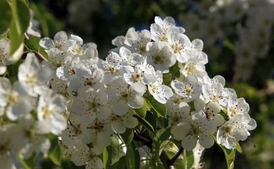 branch of apple blossoms