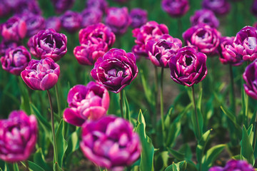 Wall Mural - Beautiful pink tulips in flowerbed. Famous holland spring flower park. Amazing spring flowers.