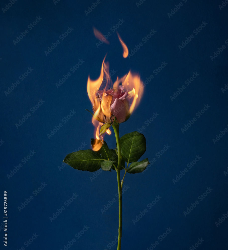 Lime green rose bud in blue to orange flame, image size:915x1000