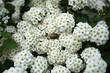 © Ihor95 - The lush white flowers of the flowering shrub of Spiraea nipponica, on the surface of which there is a green May bug.