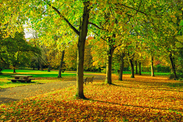 Sticker - colorful Autum forest park,Northern Ireland