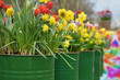 Tulips and daffodils in the tin pots