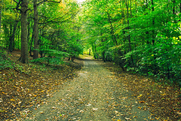 Sticker - colorful Autum forest park,Northern Ireland