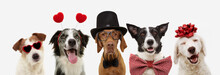 Banner Five Dogs Celebrating Valentine's Day With A Red Ribbon On Head And A Heart Shape Diadem Or Glasses, Top Hat And Bowtie. Isolated Against White Background.