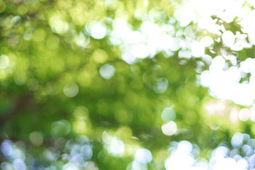 Green bokeh on nature abstract blur background green bokeh from tree