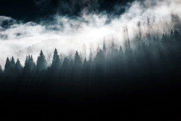 Wall Mural - Silhouette of forest with dense fog.