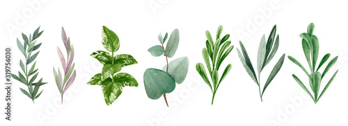 Fotomural Set of watercolor leaves and branches, hand drawn greenery collection
