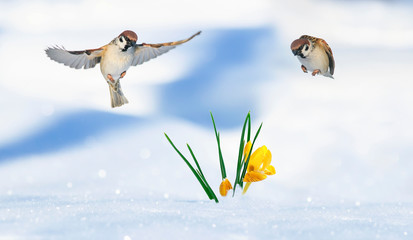 Wall Mural - two birds sparrows fly over yellow Crocus flowers growing from under the snow in spring Sunny garden