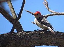 Close-Up Of Red-Bellied Woodpecker Perching On Bare Tree