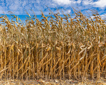 Cornfield During Harvest Season With Blue Sky And Tassels Reaching Toward White Clouds