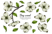 Set Of White Dogwood Flower And Leaf Drawing Illustration With Line Art On White Backgrounds.