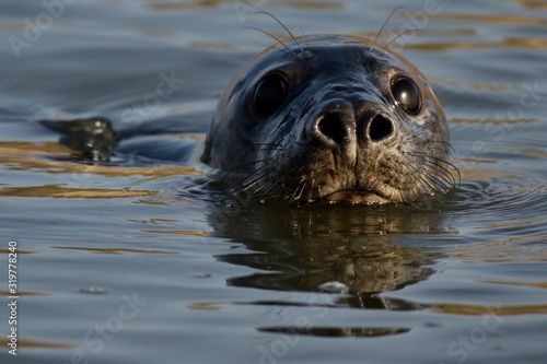 Fotomural Close-Up Portrait Of Seal Swimming In Sea