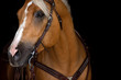 palomino horse detail