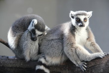 Close-Up Of Lemurs Relaxing On Tree Truck