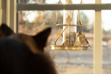 Goldfinch in winter plumage at bird feeder eating sunflower seeds, while a cat is watching it through the window; focus on the bird