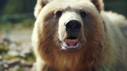 Wall Mural - Slow motion brown bear's muzzle in forest wild danger european grass fur summer dangerous nature woods wilderness summertime outdoors powerful life fauna