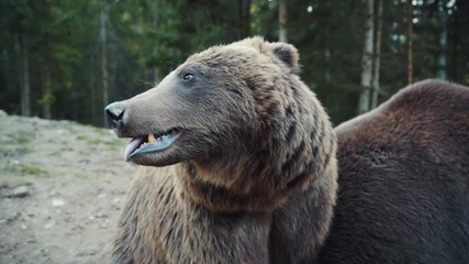 Wall Mural - Two brown bears muzzle in forest wild danger european grass fur summer dangerous nature woods wilderness summertime outdoors powerful life fauna slow motion