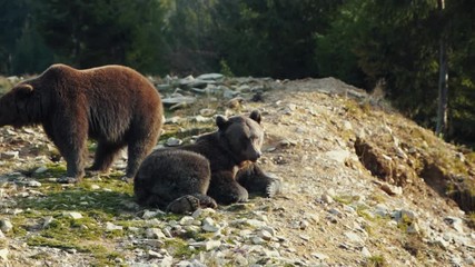 Wall Mural - Wildlife. Bear family. Couple of cute grizzley lying down together searching feeding in the wilderness. Forest landscape.
