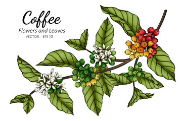Wall Mural - Coffee flower and leaf drawing illustration with line art on white backgrounds.