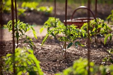 Wall Mural - Joli potager naturel au soleil. Plantation de tomate.