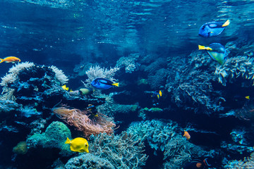 Wall Mural - Colorful underwater offshore rocky reef with coral and sponges and small tropical fish swimming by in a blue ocean