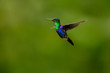 Green-crowned woodnymph (Thalurania colombica fannyi) is a hummingbird in the family Trochilidae.