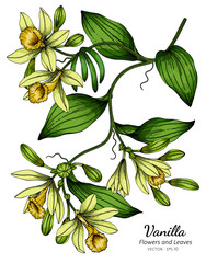 Wall Mural - Vanilla flower and leaf drawing illustration with line art on white backgrounds.