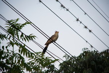 Guira Cuckoo  Bird On A Wire 