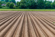 Agriculture landscape. Ploughing field.  Freshly planted potato field