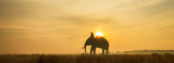 Fototapeta Zwierzęta - Silhouette famer riding big elephent in farmland at sunrise or sunset, surin, Thailand