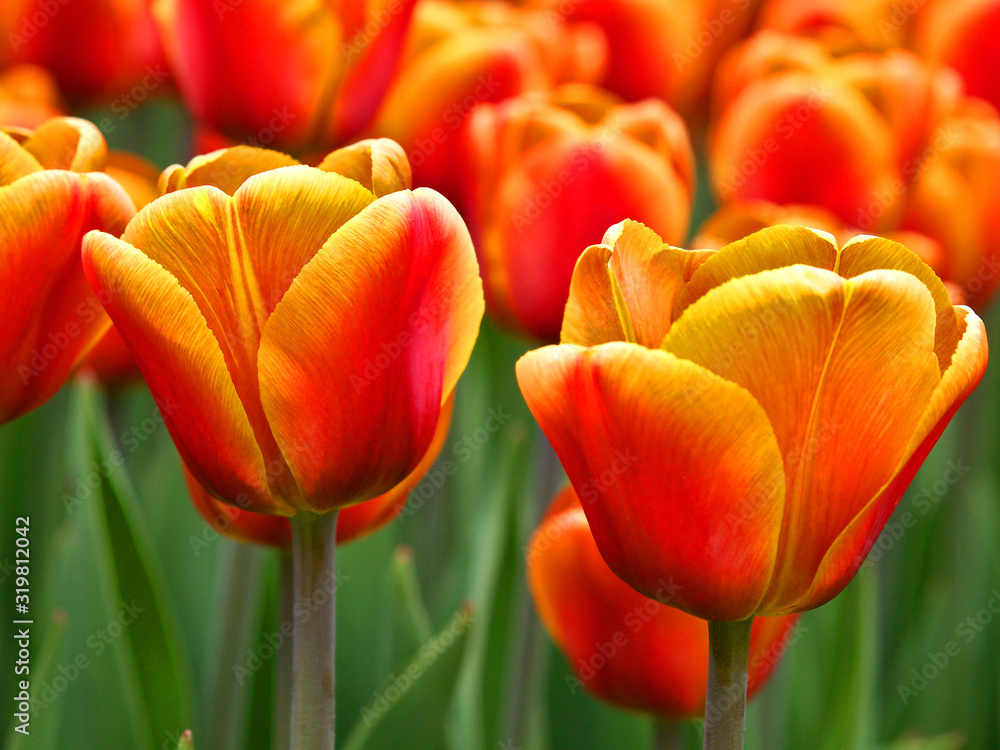 Wiosenny urok tulipanów. - obrazy, fototapety, plakaty 