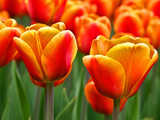 Fototapeta Tulipany - Wiosenny urok tulipanów.