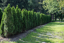 A Hedge Of Thuja Trees On A Sunny Day. Trees Planted In A Row. Shadow.