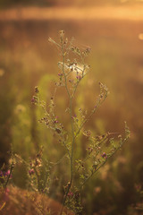 wildflower in a web at sunset