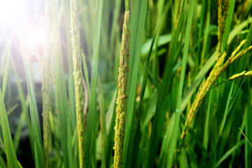 Rice field in Thailand.