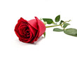 A Red rose on place alone on the ground on white background. Rose with green stem with shadow for valentine lover flower