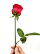 Hand a beautiful bright red rose on a white background. For special someone