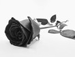 A black and white rose on place alone on the ground on a white background. a Valentine.