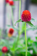 Red Globe amaranth,a bushy, hairy-leaved flower in a garden with green leaves grow during summer. Eternity Love 