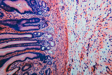 Cell Microscopic- Pyloric Division Stomach
