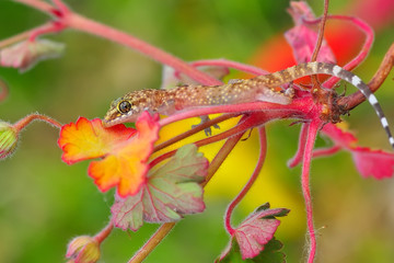 Wall Mural - Closeup  Beautiful gecko in the garden