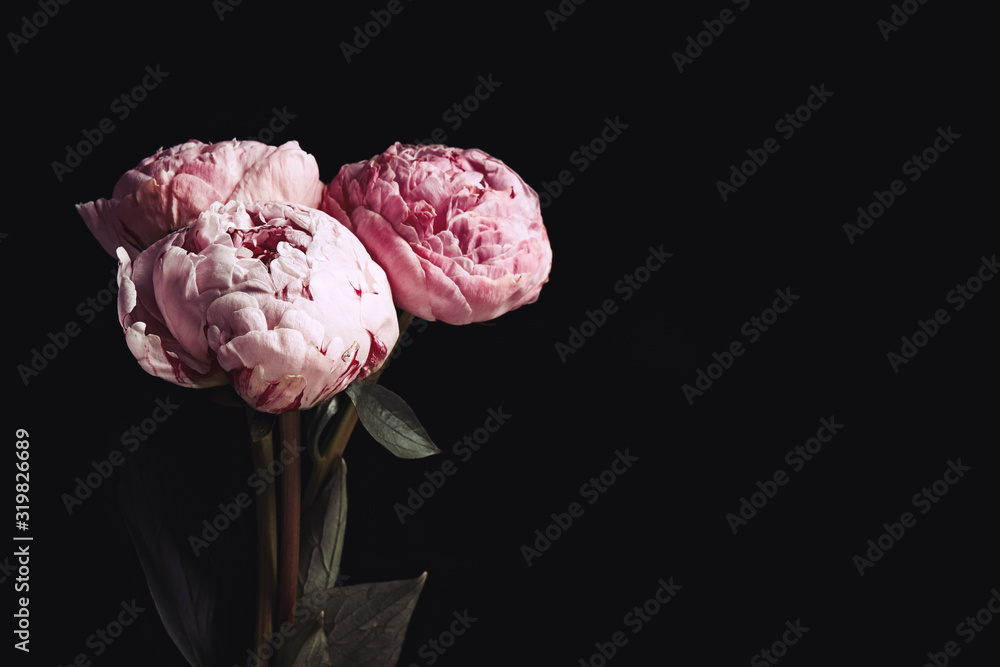 Beautiful fresh peonies on black background, space for text. Floral card design with dark vintage effect - obrazy, fototapety, plakaty 