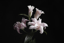 Beautiful Fresh Lily Flowers On Black Background. Floral Card Design With Dark Vintage Effect