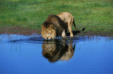 Poster - LION D'AFRIQUE panthera leo